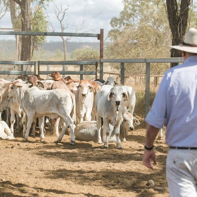 Cattle yards outside of Rockhampton, Central Queensland. (Photo supplied QAAFI).